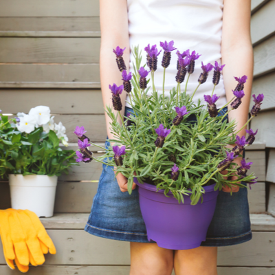 lavendar to repel mosquitos