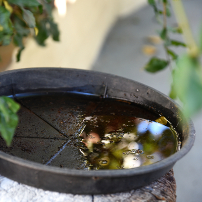 standing water for mosquitos