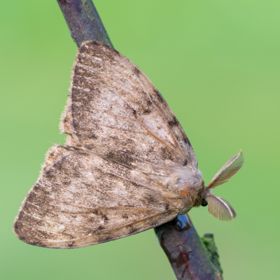 gypsy moth on branch
