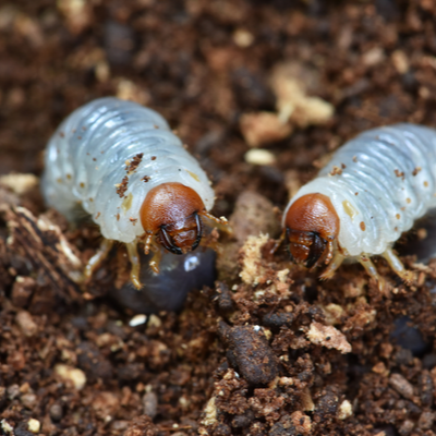 grubs on dirt