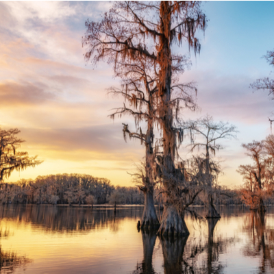 bald cypress tree on a lake during sunset