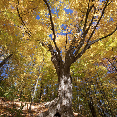 sugar maple tree in fall